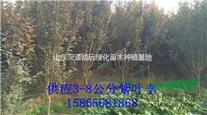 山東8公分紫葉李價格是280元貨源多