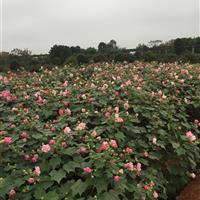 木芙蓉、湖南木芙蓉價(jià)格、叢生木芙蓉圖片、木芙蓉小苗、多桿芙蓉