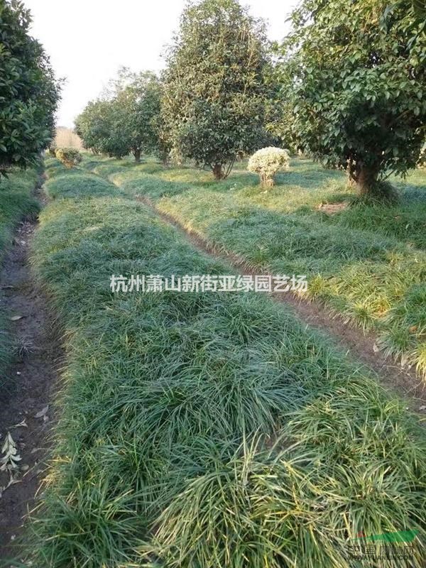 供應麥冬草