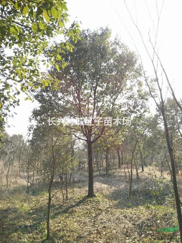 浙江长兴泗安林林城香樟树