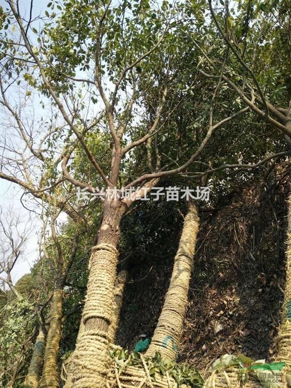 大香樟，浙江地区提供