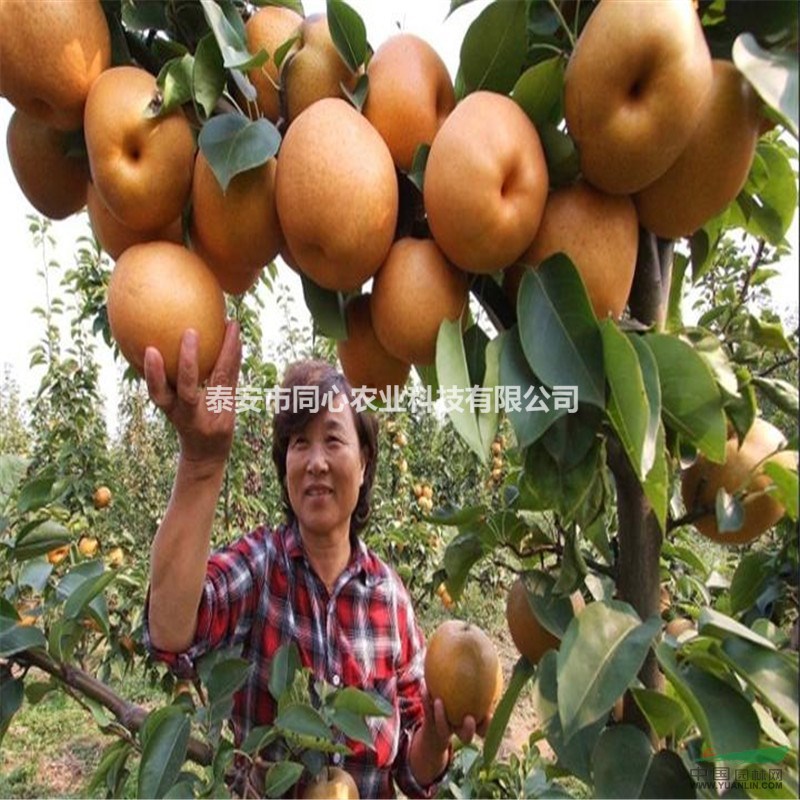 出售梨樹苗品種：黃金梨 皇冠梨 玉露香梨 秋月梨泰安同心農(nóng)業(yè)