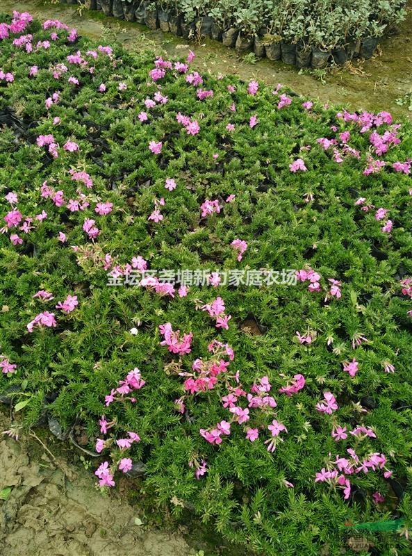江蘇常州【叢生福祿考】專(zhuān)供