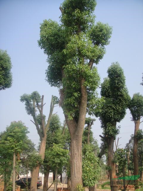 大量18-30低價(jià)骨架香樟，