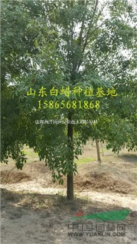 直徑9公分速生白蠟 老式白蠟價格是多少