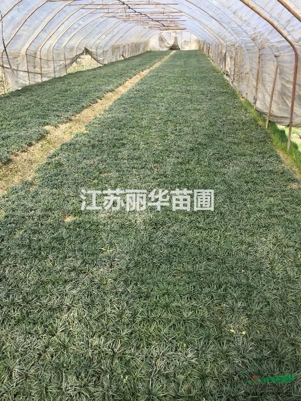江蘇地區自產自銷曰本麥冬