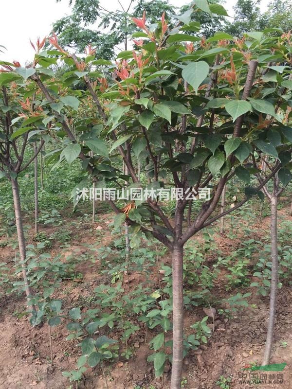 出售精品3-5公分櫻花，量大現(xiàn)貨
