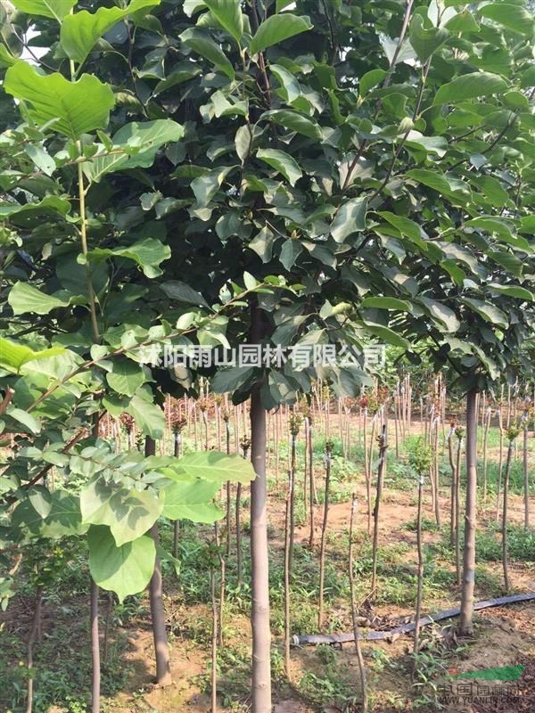 出售一批精品7公分玉蘭，現(xiàn)貨價優(yōu)