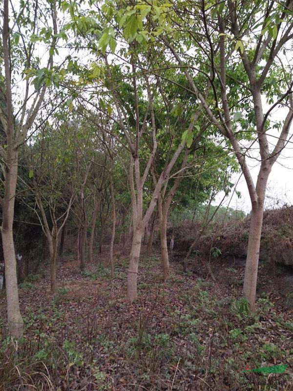 內(nèi)江地區(qū)出售塔柏，黃果樹