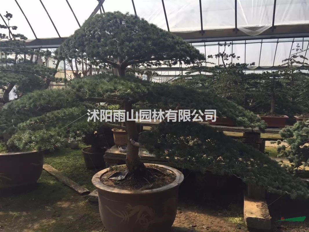 出售精品五針松造型盆景，基地現(xiàn)貨