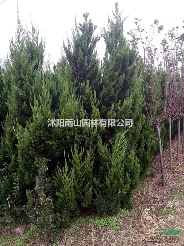 出售精品1.5-1米龍柏，基地現(xiàn)貨
