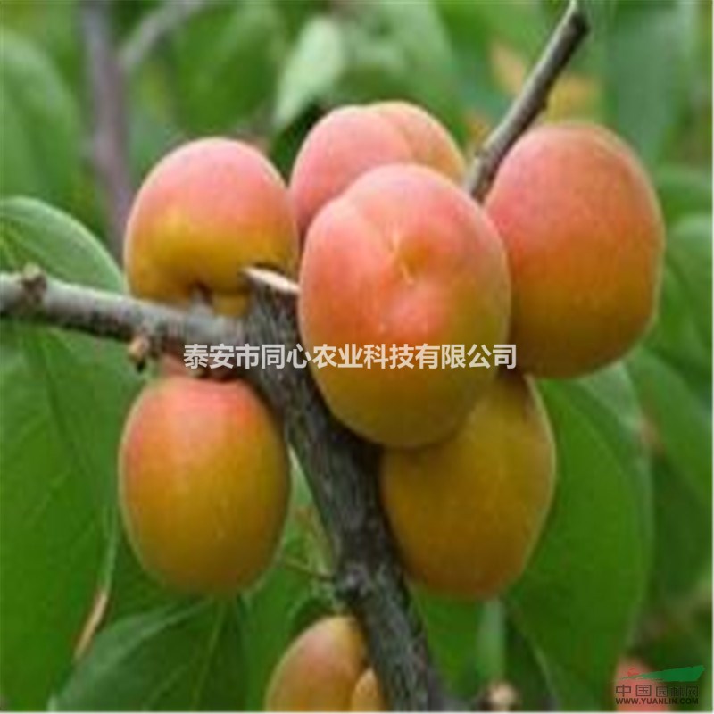 山東杏樹(shù)苗 山東杏樹(shù)苗批發(fā)基地