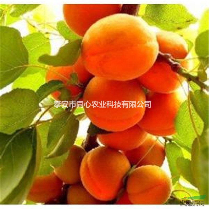 山東杏樹(shù)苗 山東杏樹(shù)苗批發(fā)基地