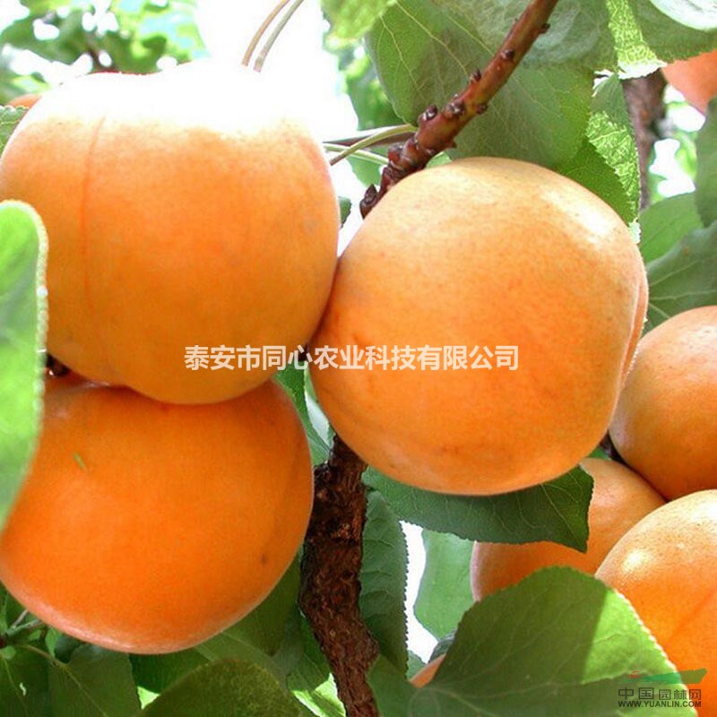 杏樹苗 杏樹苗批發(fā)基地 優(yōu)質(zhì)高產(chǎn)杏樹苗品種