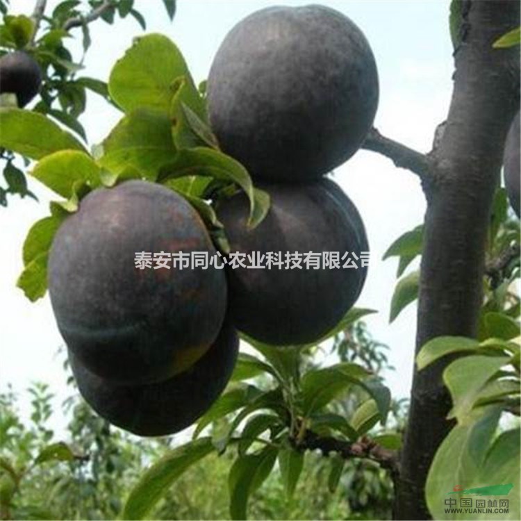 山東李子苗 山東李子苗價(jià)格