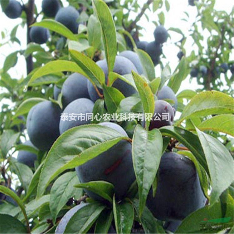 山東李子苗 山東李子苗價(jià)格