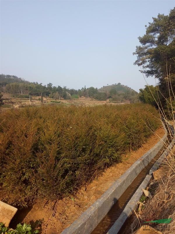 浙江地區(qū)供應紅豆杉苗木