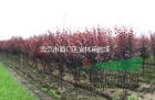 紅葉李價(jià)格|南京紅葉李價(jià)格|紫葉李價(jià)格3-8公分紅葉李價(jià)格