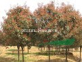 紅葉李價(jià)格|南京紅葉李價(jià)格|紫葉李價(jià)格3-8公分紅葉李價(jià)格