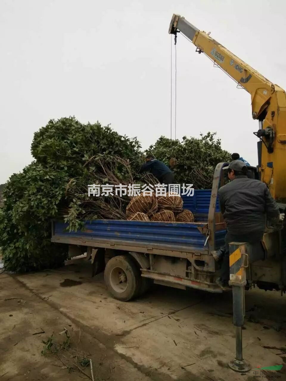 常年供應(yīng)桂花