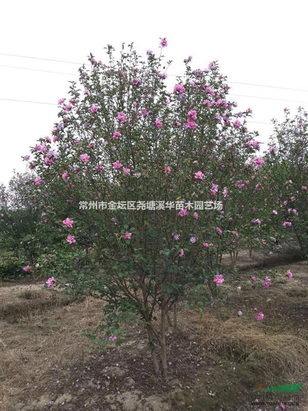 【紅花木槿】【叢生紫荊】江蘇常州產地種植，基地最新報價