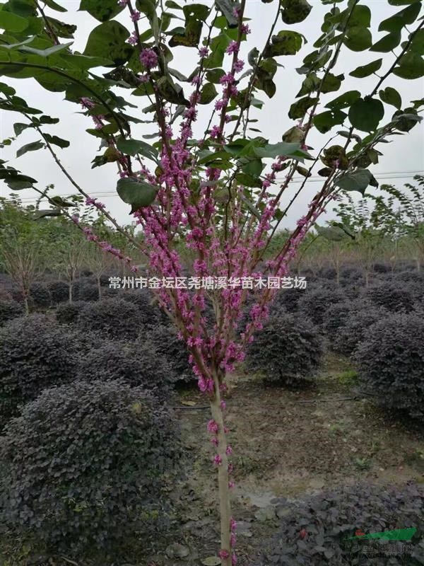 【紅花木槿】【叢生紫荊】江蘇常州產地種植，基地最新報價