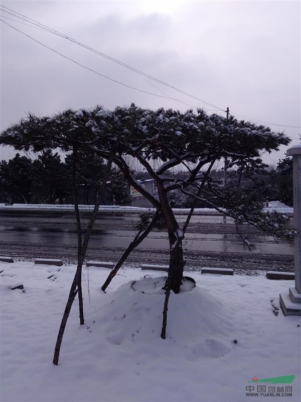 景觀松20---30公分