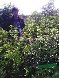 湖北咸寧桂花鎮(zhèn)大量處理3--5年桂花苗