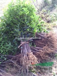 湖北咸寧桂花鎮(zhèn)大量處理3--5年桂花苗