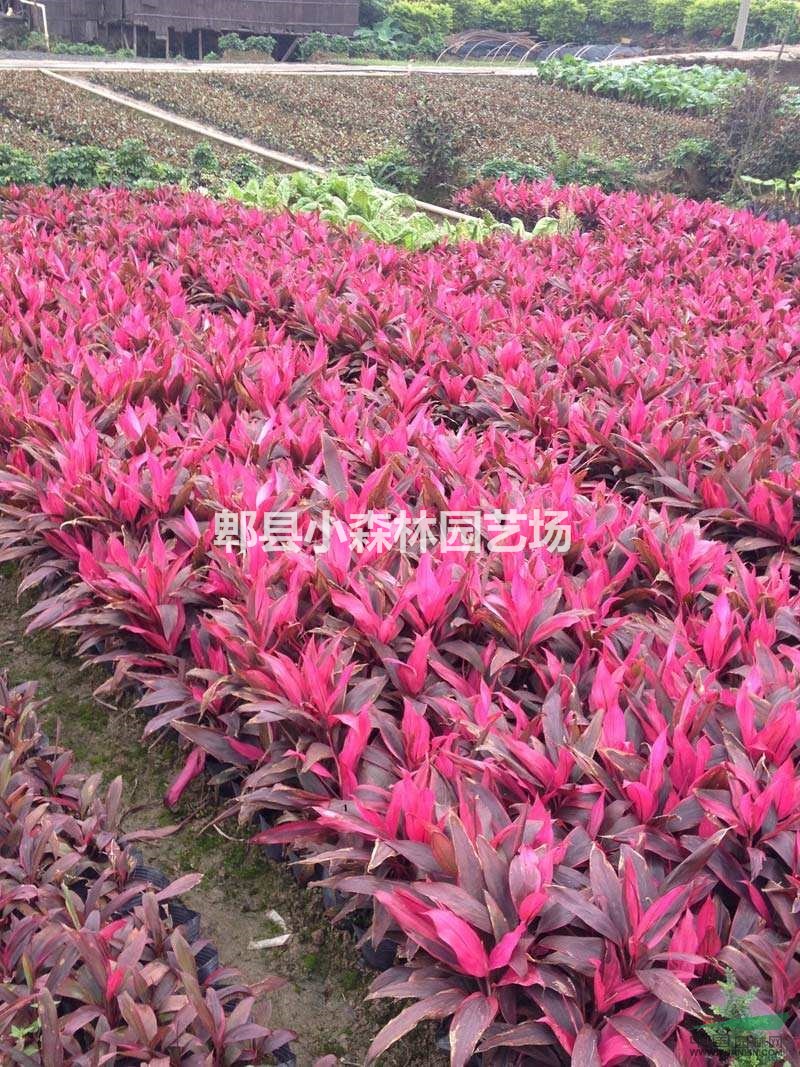 朱蕉,紅葉朱蕉,澳洲朱蕉