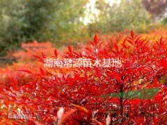 月季，金絲桃，小葉女貞，紅葉小檗，蚊母，夏鵑，含笑，火棘