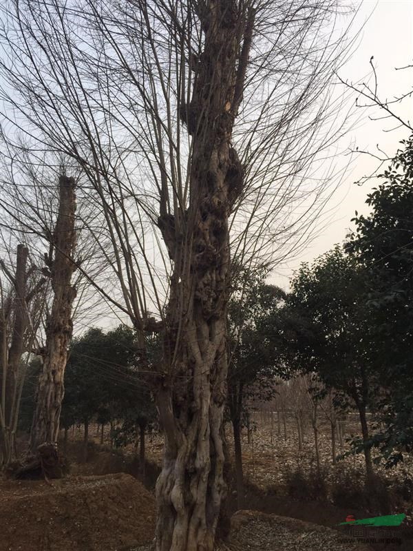 供應(yīng)3----50各種規(guī)格紅白黃紫玉蘭等
