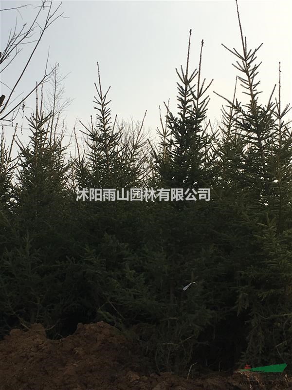 出售精品云杉，基地現(xiàn)貨