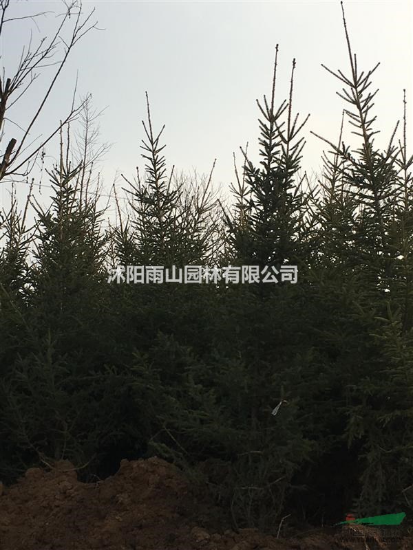 出售精品云杉，基地現(xiàn)貨