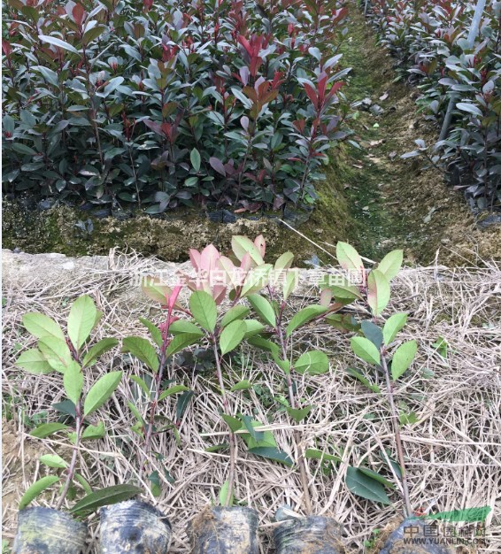 浙江金華紅葉石楠工程綠化苗采購基地浙江紅葉石楠市場價格表最新