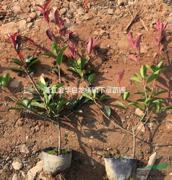 2017年浙江紅葉石楠行情價(jià)格表浙江紅葉石楠基地最新報(bào)價(jià)網(wǎng)站