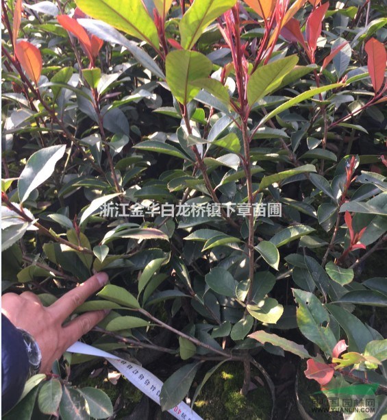 浙江金華魯賓斯紅葉石楠苗基地浙江紅葉石楠品種采購產(chǎn)地批發(fā)市場
