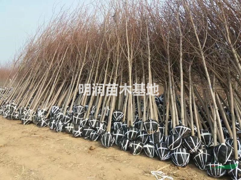 美國紅楓基地