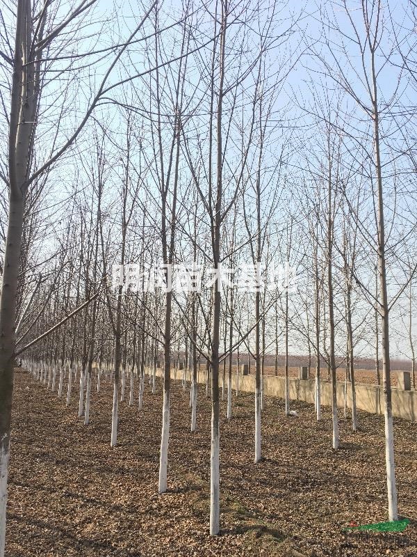 美國紅楓基地