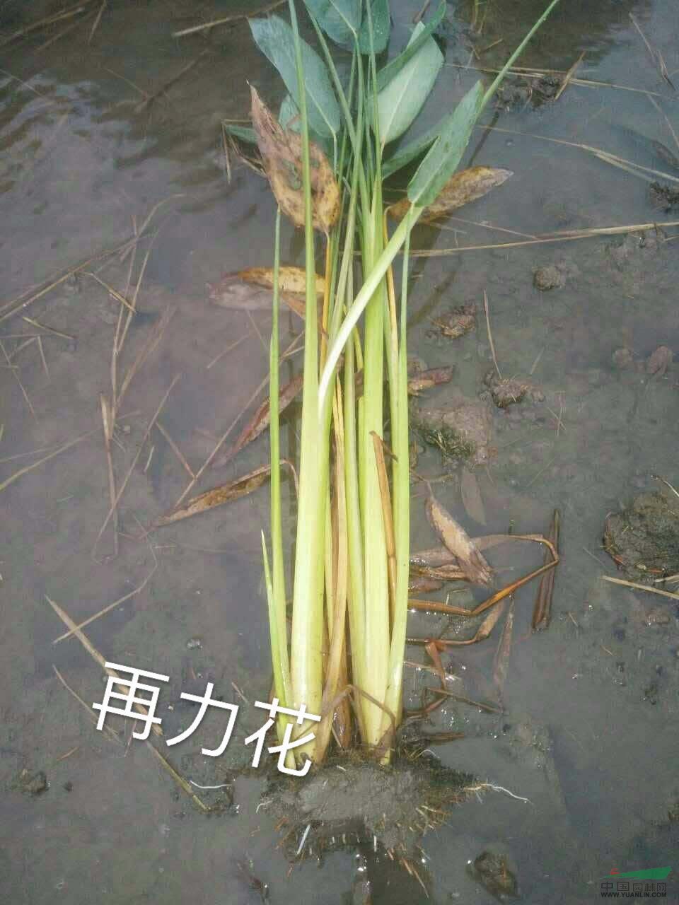 供應(yīng)各類水生植物，香根草，再力花，黃花燕尾蕭山毛球杭州色塊專