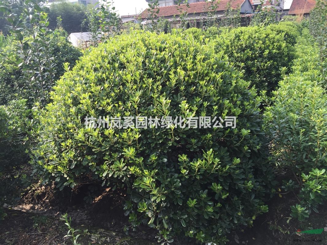 浙江蕭山地區(qū)跳樓價供應(yīng)精品海桐球