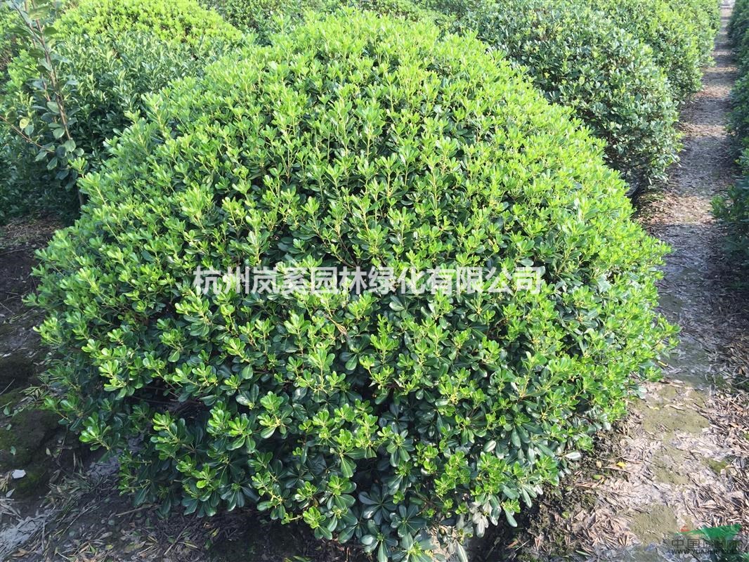浙江蕭山地區(qū)跳樓價供應(yīng)精品海桐球