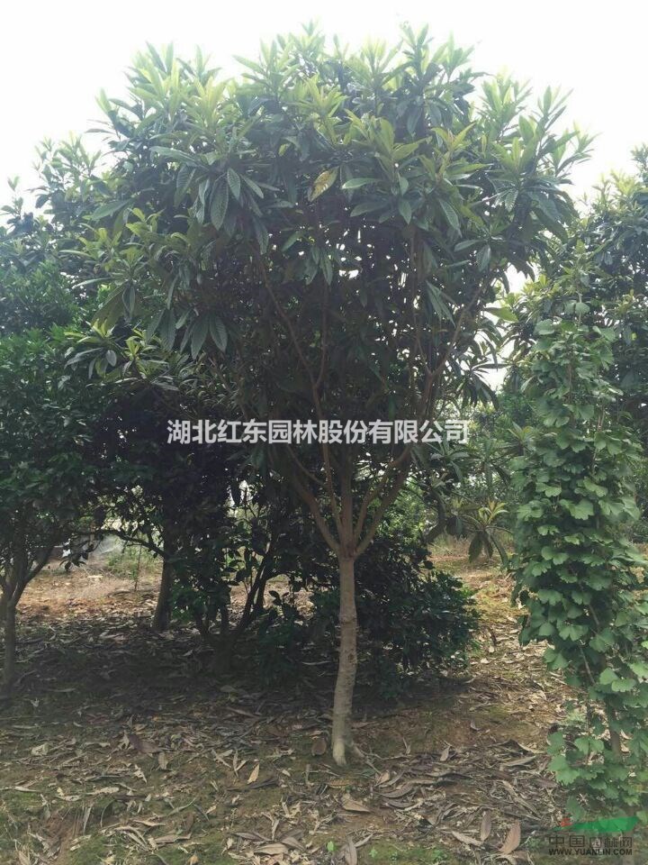 枇杷