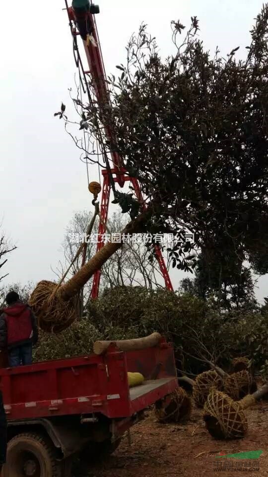 12公分枇杷丨15公分枇杷丨20公分枇杷