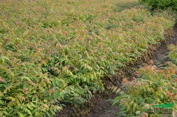 供应栾树 黄山栾树大量供应 九江栾树基地 量大价低