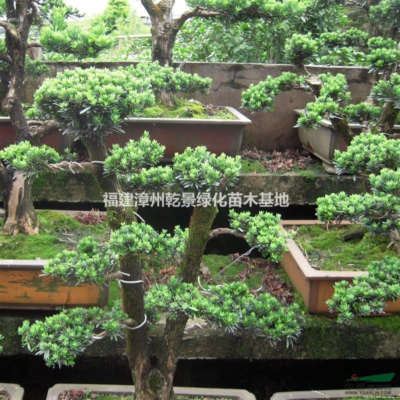精品羅漢松盆景