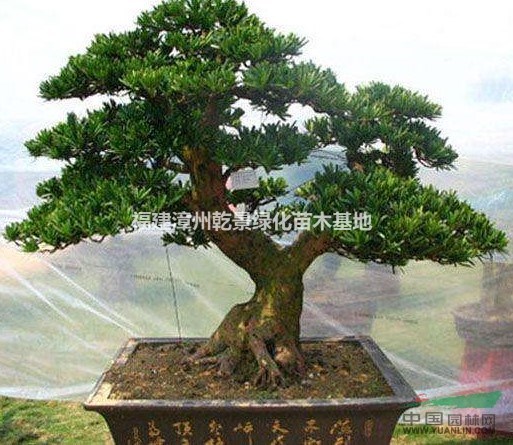 精品羅漢松盆景
