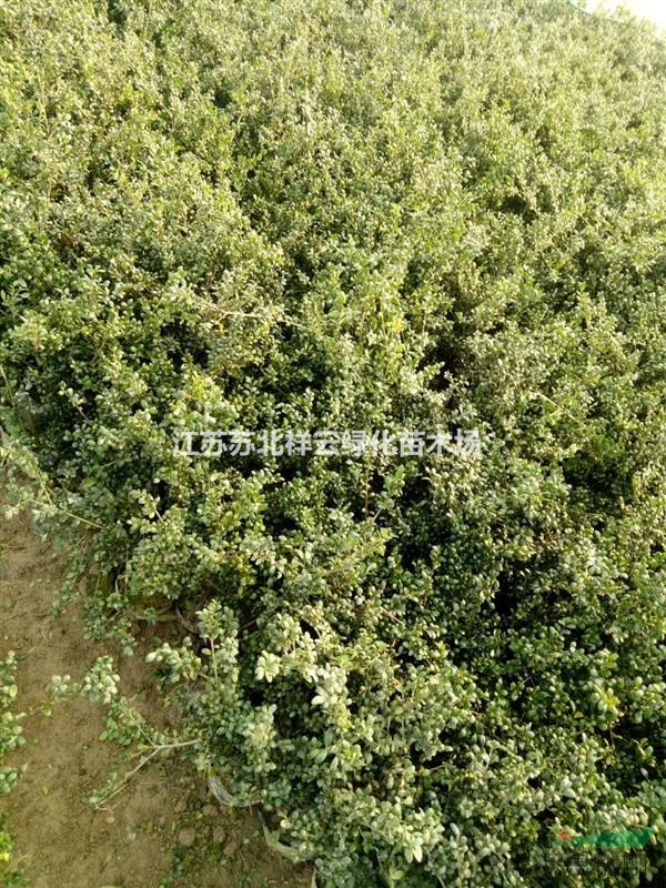江蘇龜甲冬青杯苗批發(fā)，江蘇龜甲冬青杯苗照片信息
