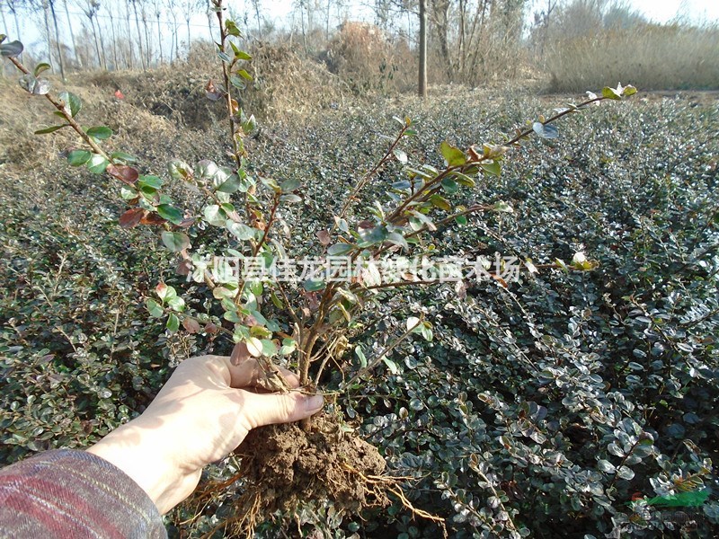 平枝荀子大量供應/批發(fā)/平枝荀子苗圃基地