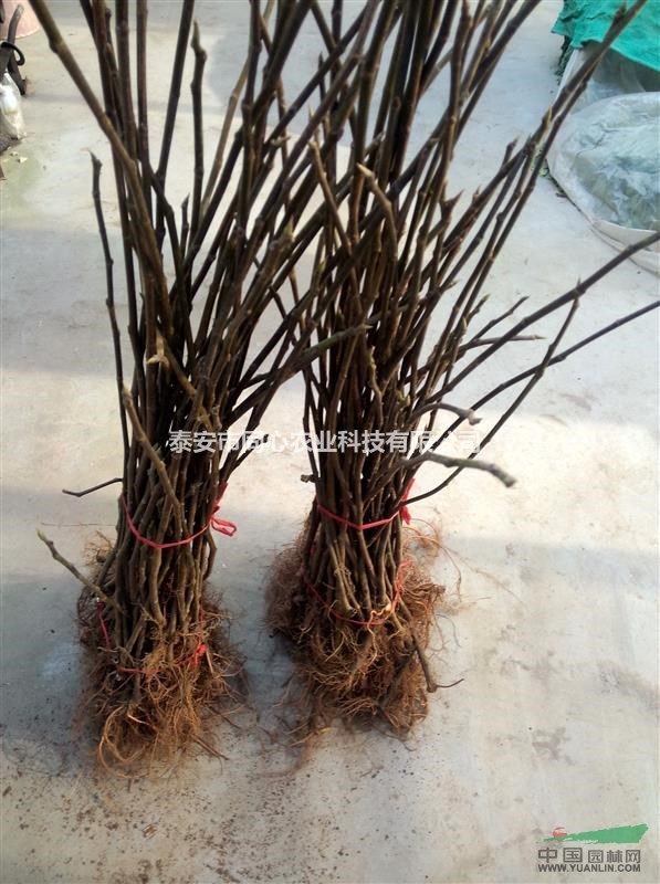 無(wú)花果苗培育基地 無(wú)花果苗最新批發(fā)價(jià)格